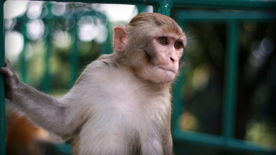Çinli bilim insanları maymunlara insan beyninden gen aktardı, zeka ve hafıza arttı