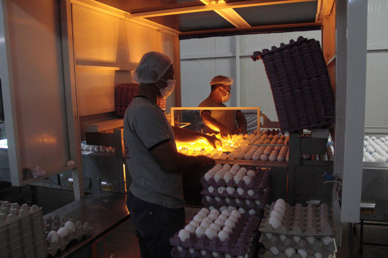 Irak’ın ithalatı durdurma kararı Yumurta sektörünü iflasa sürüklüyor